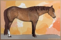 Horse Color:Chocolate Buckskin 