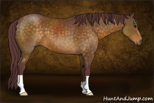 Horse Color:Chocolate Buckskin 