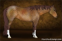 Horse Color:Chocolate Buckskin 