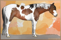 Horse Color:Gray Bay Sabino Tobiano Rabicano 