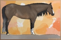 Horse Color:Brown Dun 