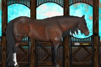 Horse Color:Brown Appaloosa