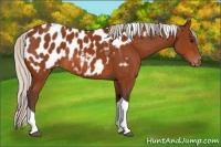 Horse Color:Silver Bay Tobiano Appaloosa 