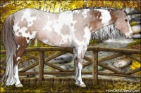 Horse Color:White Spotted Liver Chestnut Sabino Varnish