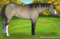 Horse Color:Brown Dun Brindle 