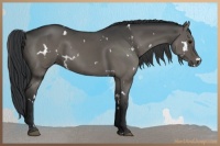 Horse Color:White Spotted Grullo Brindle 