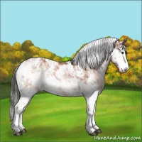 Horse Color:Brown Sabino Appaloosa Rabicano 