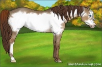 Horse Color:Liver Red Dun Frame Rabicano