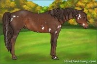 Horse Color:White Spotted Liver Chestnut 