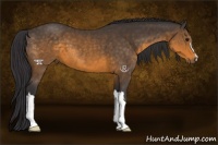Horse Color:Buckskin 