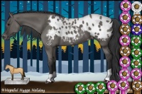 Horse Color:Grullo Appaloosa 