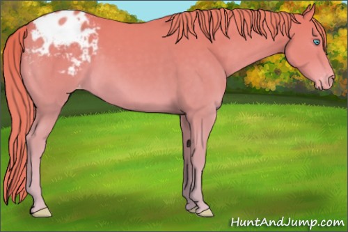 Horse Color:Chocolate Smoky Creme Appaloosa 