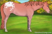 Horse Color:Chocolate Smoky Creme Appaloosa 
