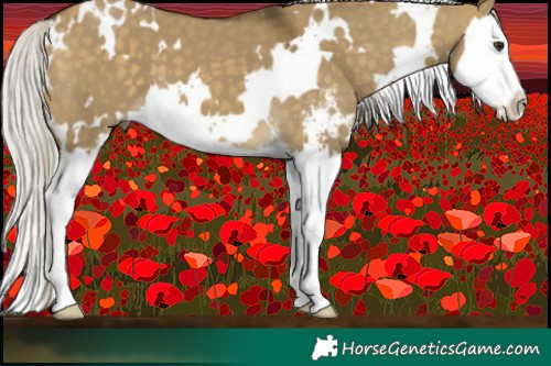 Horse Color:White Spotted Silver Buckskin Dun Sabino Splash 