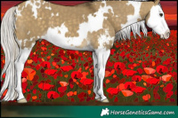 Horse Color:White Spotted Silver Buckskin Dun Sabino Splash 
