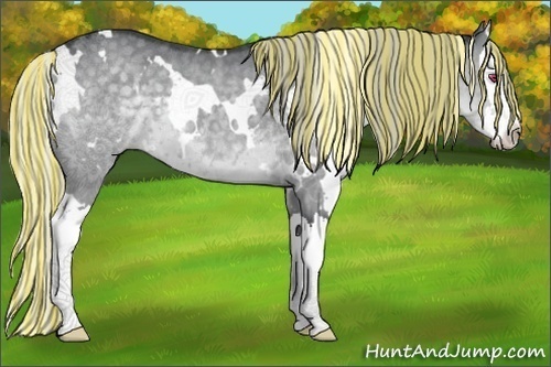 Horse Color:Painted White Spotted Silver Grullo Chinchilla Splash