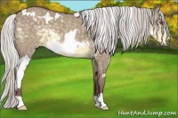 Horse Color:White Spotted Chocolate Silver Smoky Grullo Chinchilla 