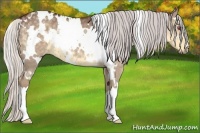 Horse Color:White Spotted Chocolate Silver Smoky Grullo Chinchilla 