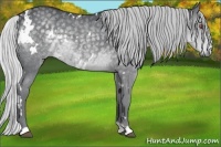 Horse Color:White Spotted Silver Black Chinchilla 