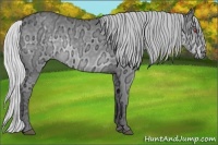 Horse Color:Silver Grullo Chinchilla Ice 