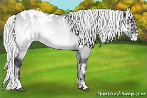 Horse Color:White Spotted Silver Grullo Chinchilla Onyx Varnish 
