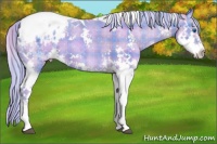 Horse Color:Watercolor Plaid  Chestnut Splash Tobiano Varnish 