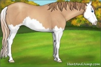 Horse Color:Gold Champagne Roan Splash 