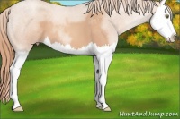 Horse Color:Gold Champagne Roan Splash 
