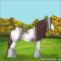 Horse Color:White Spotted Chocolate Grullo 