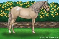 Horse Color:Chocolate Palomino Pearl Sabino Appaloosa 