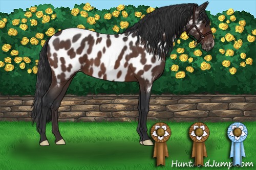 Horse Color:Bay Roan Appaloosa 