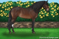 Horse Color:Brown 