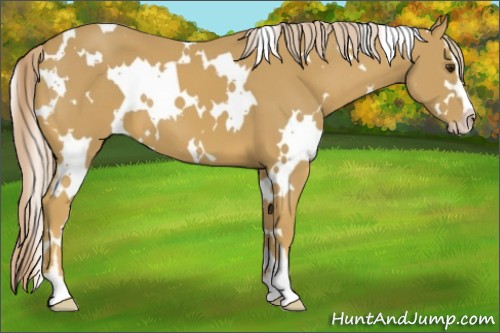 Horse Color:White Spotted Palomino Sabino 