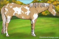Horse Color:White Spotted Palomino Sabino 