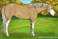 Horse Color:Palomino Sabino