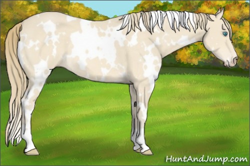 Horse Color:White Spotted Perlino 