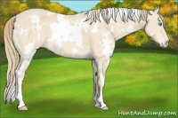 Horse Color:White Spotted Perlino 