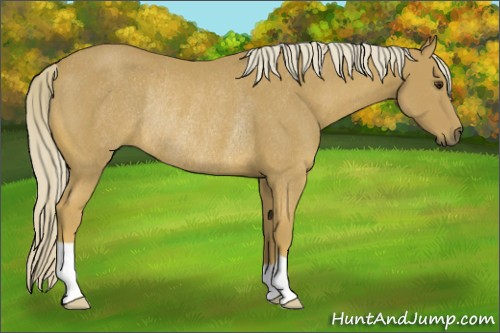 Horse Color:Palomino Rabicano 