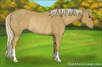 Horse Color:Palomino Rabicano