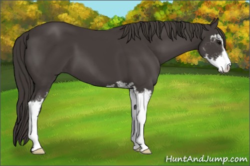 Horse Color:Smoky Black Sabino