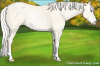 Horse Color:Silver Amber Cream Champagne Pearl Sabino