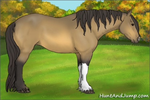 Horse Color:Buckskin 