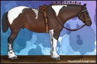 Horse Color:Bay Tobiano 