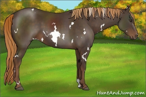 Horse Color:White Spotted Liver Chestnut 