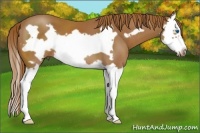 Horse Color:Chestnut Splash Frame