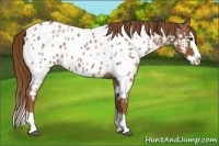 Horse Color:Red Roan Splash Appaloosa 