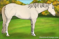 Horse Color:Perlino 