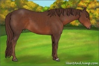 Horse Color:Liver Chestnut 