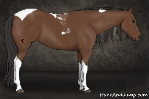 Horse Color:Bay Tobiano Rabicano