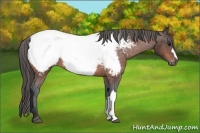 Horse Color:Bay Appaloosa Rabicano